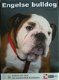 Engelse Bulldog, Adriaan Louwrier, - 1 - Thumbnail