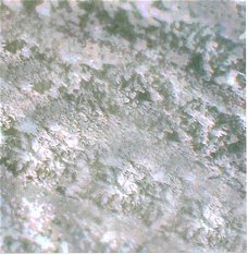 ACHTERGRONDVEL (15x15cm) --- NATUUR / Boomtoppen -- grijswit