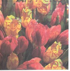 ACHTERGRONDVEL (15x15cm) --- BLOEMEN --- Tulpen (rood-geel)