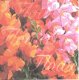 ACHTERGRONDVEL (15x15cm) --- BLOEMEN --- Flowers / rood-roze - 1 - Thumbnail