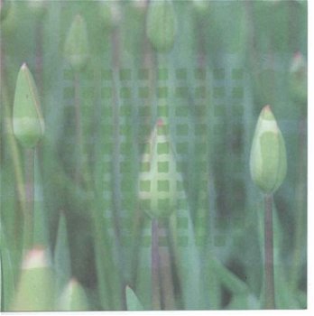 ACHTERGRONDVEL (15x15cm) --- BLOEMEN --- Bloemen in de knop - 1