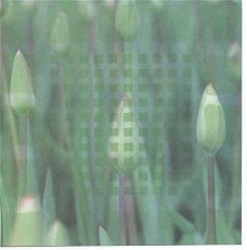 ACHTERGRONDVEL (15x15cm) --- BLOEMEN --- Bloemen in de knop