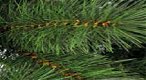 Kerstboom kunst - 3 - Thumbnail