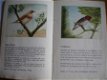 Oud plaatjesboek van vogels - 1 - Thumbnail