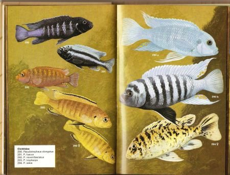 Aquariumvissen in kleur - 1