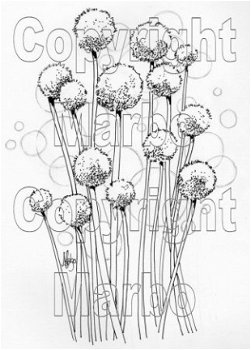 DIGI Marbo bloemen 007 uienbollen - 1