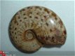 #6 Siluur Ammonite Madagascar met Ammolite - 1 - Thumbnail