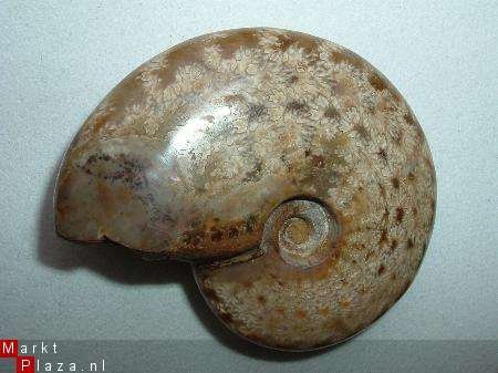 #6 Siluur Ammonite Madagascar met Ammolite - 1