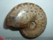#6 Siluur Ammonite Madagascar met Ammolite - 1 - Thumbnail