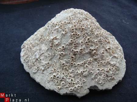 Fossiele Clypeaster Mioceen, Italie - 1