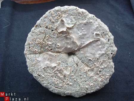 Fossiele Clypeaster Mioceen, Italie - 1