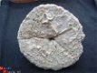Fossiele Clypeaster Mioceen, Italie - 1 - Thumbnail