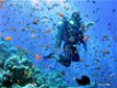 Scuba diver-Introduktieles-Duikcursus-Duikles-Snorkelcursus - 1 - Thumbnail