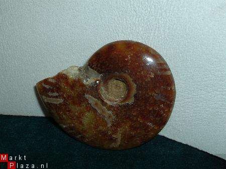#10 Siluur Ammonite Madagascar met Ammolite - 1