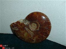 #10 Siluur Ammonite Madagascar met Ammolite