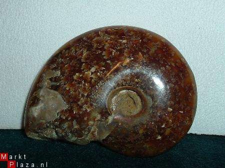 #10 Siluur Ammonite Madagascar met Ammolite - 1