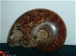 #10 Siluur Ammonite Madagascar met Ammolite - 1 - Thumbnail
