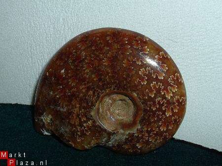 #9 Siluur Ammonite Madagascar - 1