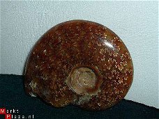 #9 Siluur Ammonite Madagascar