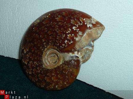 #9 Siluur Ammonite Madagascar - 1