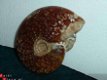 #9 Siluur Ammonite Madagascar - 1 - Thumbnail