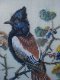 Geborduurd schilderij siervogel 37 x 28 kruissteek - 1 - Thumbnail