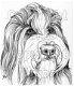 Marbo digi dieren 005 Bearded collie - 1 - Thumbnail