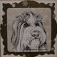 Marbo digi dieren 005 Bearded collie - 1 - Thumbnail