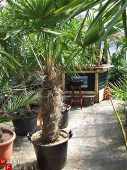 Palmboom Trachycarpus Fortunei 80cm stam - 1