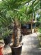 Palmboom Trachycarpus Fortunei 80cm stam - 1 - Thumbnail