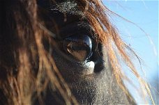 Paardentherapie voor kinderen en volwassenen