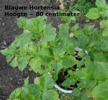 Blauwe Hortensia struik ~ 80 centimeter hoog - 1
