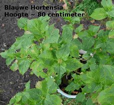 Blauwe Hortensia struik ~ 80 centimeter hoog