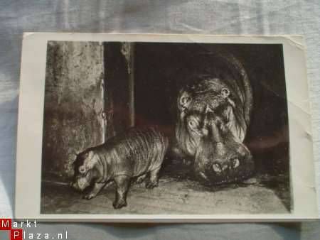 Nijlpaard met jong in Artis - 1