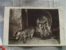 Nijlpaard met jong in Artis