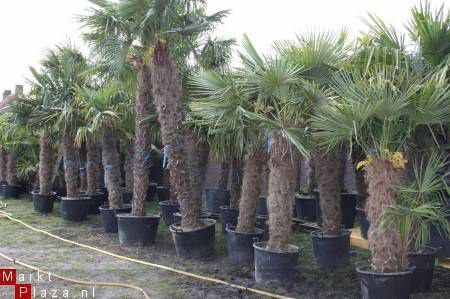 Palmbomen Trachycarpus Fortunei Nieuw binnen gekomen. - 1