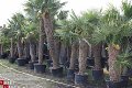 Palmbomen Trachycarpus Fortunei Nieuw binnen gekomen. - 1 - Thumbnail