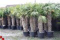 Palmbomen Trachycarpus Fortunei Nieuw binnen gekomen. - 1 - Thumbnail