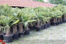 Palmbomen Trachycarpus Fortunei  Nieuw binnen gekomen.