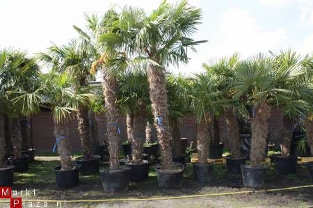 Palmbomen Trachycarpus Fortunei Nieuw binnen gekomen. - 1