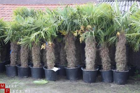 Palmbomen Trachycarpus Fortunei Nieuw binnen gekomen. - 1