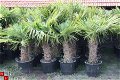 Palmbomen Trachycarpus Fortunei Nieuw binnen gekomen. - 1 - Thumbnail