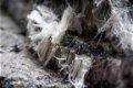 Asbest verwijderen - 4 - Thumbnail