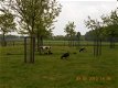 Drenthe vakantiehuisje bosrijke omgeving met wi-fi..vanaf 195.00 - 6 - Thumbnail