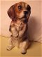 Beagle Beeld 21 cm hoog Prima staat - 1 - Thumbnail