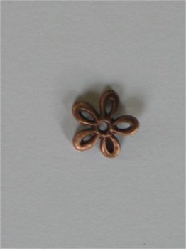 copper flowertop - 1