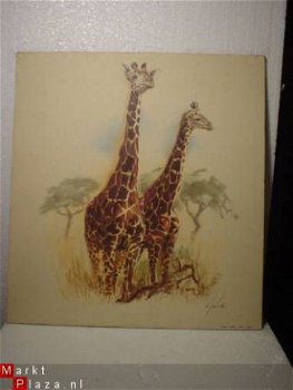 Giraffes tekening (reproduktie) 40 x 43 cm - 1