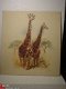 Giraffes tekening (reproduktie) 40 x 43 cm - 1 - Thumbnail