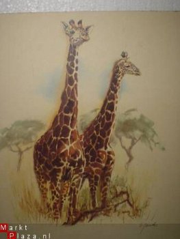 Giraffes tekening (reproduktie) 40 x 43 cm - 1