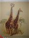 Giraffes tekening (reproduktie) 40 x 43 cm - 1 - Thumbnail